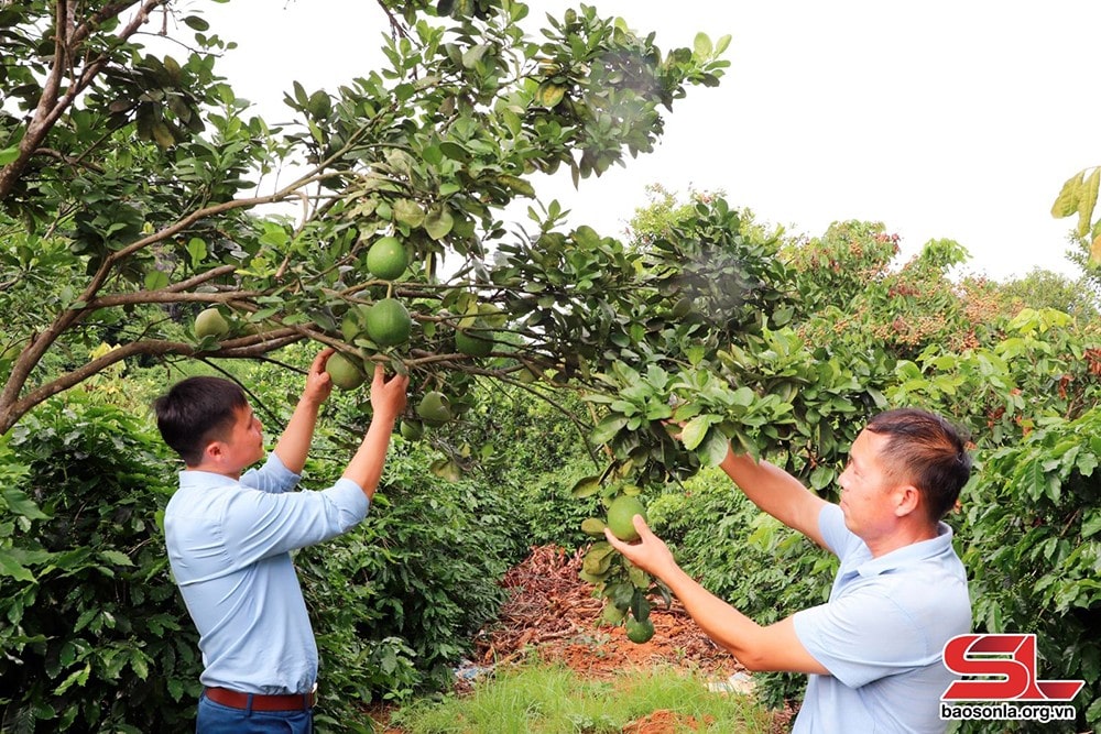 Mô Hình Xen Canh Cà Phê Bưởi Diễn: Bước Đột Phá Trong Nông Nghiệp Xã Chiềng Ban